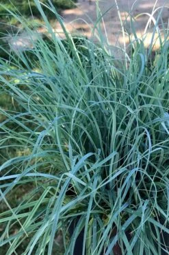 Blue Zinger Sedge Grass (Carex Flacca) - 6 Pack Of 1 Gallon Pots -Plant Shop carex flacca blue zinger sedge grass 15