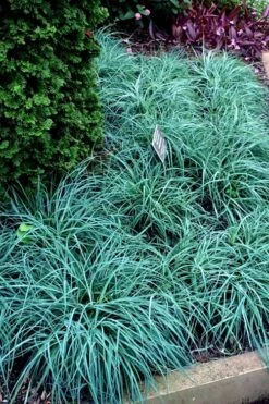 Blue Zinger Sedge Grass (Carex Flacca) - 6 Pack Of 1 Gallon Pots -Plant Shop carex flacca blue zinger sedge grass 17