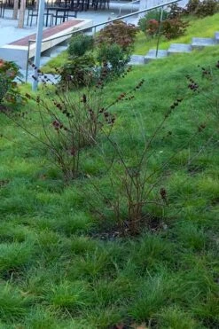 Texas Sedge (Carex Texensis) - 8 Pack Of 1 Gallon Pots 14 Texas Sedge (Carex Texensis) - 8 Pack Of 1 Gallon Pots -Plant Shop carex texensis texas sedge 1