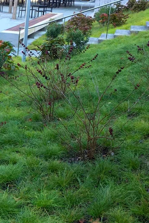 Texas Sedge (Carex Texensis) - 8 Pack Of 1 Gallon Pots 7 Texas Sedge (Carex Texensis) - 8 Pack Of 1 Gallon Pots - Image 5