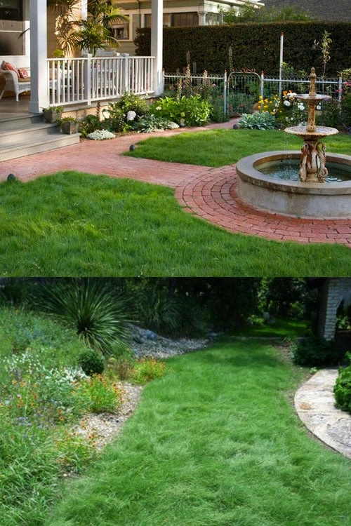 Texas Sedge (Carex Texensis) - 8 Pack Of 1 Gallon Pots 8 Texas Sedge (Carex Texensis) - 8 Pack Of 1 Gallon Pots - Image 6