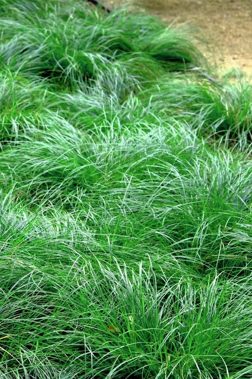 Texas Sedge (Carex Texensis) - 8 Pack Of 1 Gallon Pots 10 Texas Sedge (Carex Texensis) - 8 Pack Of 1 Gallon Pots - Image 8