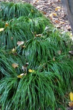 Texas Sedge (Carex Texensis) - 8 Pack Of 1 Gallon Pots 16 Texas Sedge (Carex Texensis) - 8 Pack Of 1 Gallon Pots -Plant Shop carex texensis texas sedge 5