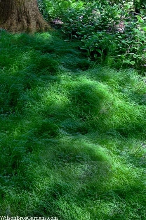 Texas Sedge (Carex Texensis) - 8 Pack Of 1 Gallon Pots 3 Texas Sedge (Carex Texensis) - 8 Pack Of 1 Gallon Pots