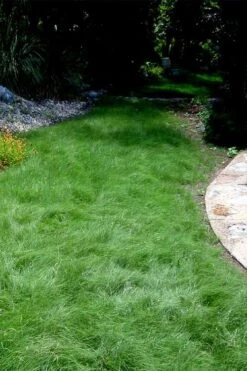 Texas Sedge (Carex Texensis) - 8 Pack Of 1 Gallon Pots 13 Texas Sedge (Carex Texensis) - 8 Pack Of 1 Gallon Pots -Plant Shop carex texensis texas sedge 7