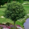American Hornbeam (Ironwood Tree) - 5 Gallon Pot -Plant Shop carpinus caroliniana american hornbeam 7