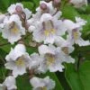 Southern Catalpa Tree - 3 Gallon Pot -Plant Shop catalpa bignonioides catawba tree 1