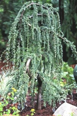Serpentine Weeping Blue Atlas Cedar - 5 Gallon Pot -Plant Shop ceadr blue atlas serpentine 1