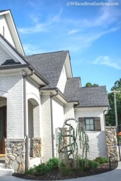 Serpentine Weeping Blue Atlas Cedar - 5 Gallon Pot -Plant Shop cedar blue atlas serpentine 11