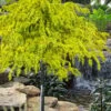 Gold Cascade Deodar Cedar (Single Trunk Topiary Tree)- 7 Gallon Pot 2 Gold Cascade Deodar Cedar (Single Trunk Topiary Tree)- 7 Gallon Pot -Plant Shop cedrus deodara gold cascade single trunk tree form topiary 2