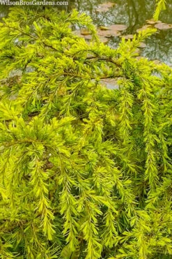 Gold Cascade Deodar Cedar (Single Trunk Topiary Tree)- 7 Gallon Pot -Plant Shop cedrus deodara gold cascade single trunk tree form topiary 3
