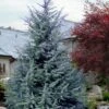Electra Blue Deodar Cedar - 1 Gallon Pot -Plant Shop cedrus deodora divinely blue topiary tree 102