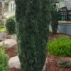 Upright Japanese Plum Yew - Cephalotaxus Harringtonia 'Fastigiata' - 1 Gallon Pot -Plant Shop cephalotaxus harringtonia fastigiata upright japanese plum yew 100
