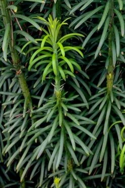 Upright Japanese Plum Yew - Cephalotaxus Harringtonia 'Fastigiata' - 1 Gallon Pot -Plant Shop cephalotaxus harringtonia fastigiata upright japanese plum yew 101