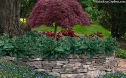 Creeping Japanese Plum Yew (Cephalotaxus Harringtonia 'Prostrata') - 3 Gallon Pot -Plant Shop cephalotaxus harringtonia prostrata creeping japanese yew 33