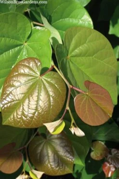 Pink Pom Poms Redbud Tree - 3 Gallon Pot 12 Pink Pom Poms Redbud Tree - 3 Gallon Pot -Plant Shop cercis canadensis pink pom pom redbud tree 3