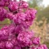 Pink Pom Poms Redbud Tree - 3 Gallon Pot -Plant Shop cercis canadensis pink pom pom redbud tree 4