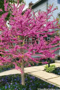 Pink Pom Poms Redbud Tree - 3 Gallon Pot 11 Pink Pom Poms Redbud Tree - 3 Gallon Pot -Plant Shop cercis canadensis pink pom pom redbud tree 6
