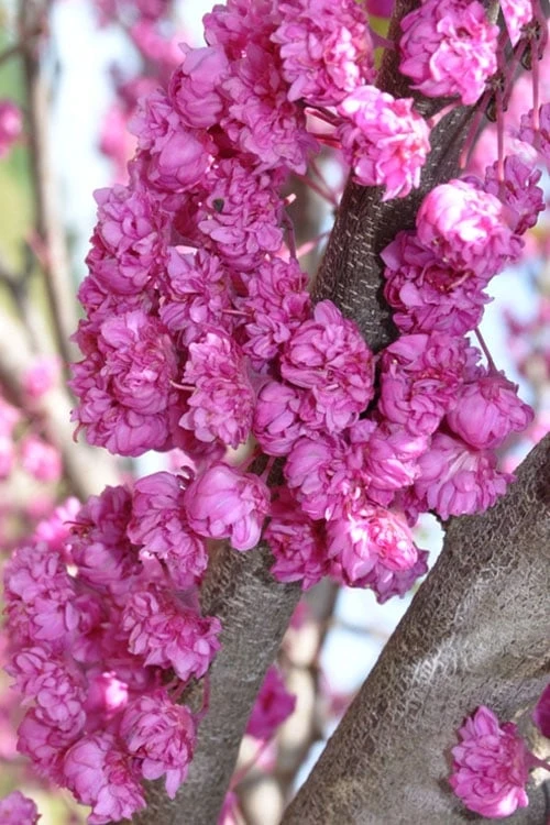 Pink Pom Poms Redbud Tree - 3 Gallon Pot 8 Pink Pom Poms Redbud Tree - 3 Gallon Pot - Image 6