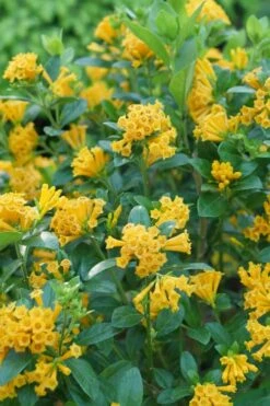 Juiced Orange Jessamine (Cestrum Corymbosum) - 3 Pack Of Quart Pots 10 Juiced Orange Jessamine (Cestrum Corymbosum) - 3 Pack Of Quart Pots -Plant Shop cestrum juiced orange jessamine 1
