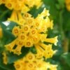 Juiced Orange Jessamine (Cestrum Corymbosum) - 3 Pack Of Quart Pots -Plant Shop cestrum juiced orange jessamine 2