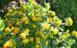 Juiced Orange Jessamine (Cestrum Corymbosum) - 3 Pack Of Quart Pots 11 Juiced Orange Jessamine (Cestrum Corymbosum) - 3 Pack Of Quart Pots -Plant Shop cestrum juiced orange jessamine 3