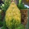 Golden Surprise Lawson Cypress - 2 Gallon Pot -Plant Shop chamaecyparis lawsoniana goldev surprise lawson cypress 2