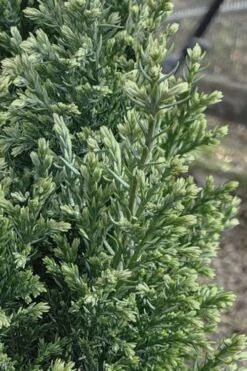 Snow White Lawson's Cypress (Chamaecyparis Lawsoniana) - 3 Gallon Pot -Plant Shop chamaecyparis obtusa blue feathers hinoki cypress 3