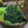 Leprechaun Miniature Hinoki Cypress (Chameacyparis Obtusa) - 1 Gallon Pot -Plant Shop chamaecyparis obtusa leprechaun dwarf hinoki cypress 3
