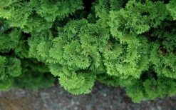 Tempelhof Hinoki Cypress - 3 Gallon Pot -Plant Shop chamaecyparis obtusa tempelhof hinoki cypress 100