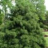 Green Thread Cypress (Chamaecyparis Pisifera Filifera) - 3 Gallon Pot -Plant Shop chamaecyparis pisifera filifera green thread cypress 1