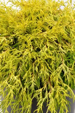 Gold Mop Threadleaf Cypress Tree (Standard Topiary) - 5 Gallon Pot -Plant Shop chamaecyparis pisifera gold mop single trunk topiary tree 2