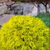 King's Gold Sawara False Cypress - 7 Gallon Pot -Plant Shop chamaecyparis pisifera kings gold false cypress 7