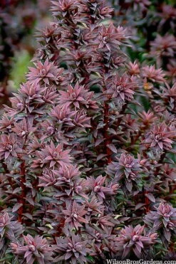 Red Star Cedar - 5 Gallon Pot -Plant Shop chamaecyparis thyoides red star cedar 8 1