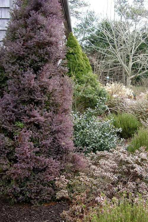 Red Star Cedar - 1 Gallon Pot 3 Red Star Cedar - 1 Gallon Pot