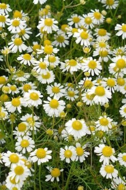 Roman Chamomile Plant - 6 Pack Of Pint Pots -Plant Shop chamaemelum nobile roman chamomile 4