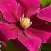 Acropolis Clematis - 1 Gallon Pot -Plant Shop clematis acropolis 4