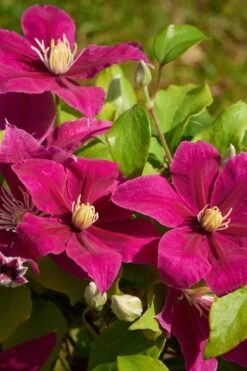 Acropolis Clematis - 1 Gallon Pot -Plant Shop clematis acropolis 5