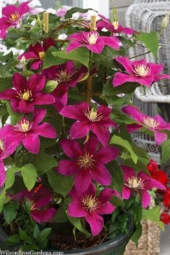 Acropolis Clematis - 1 Gallon Pot -Plant Shop clematis acropolis 7