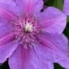 Adam's Courage Clematis - 1 Gallon Pot 2 Adam's Courage Clematis - 1 Gallon Pot -Plant Shop clematis adams courage 1