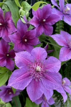 Adam's Courage Clematis - 1 Gallon Pot -Plant Shop clematis adams courage 2