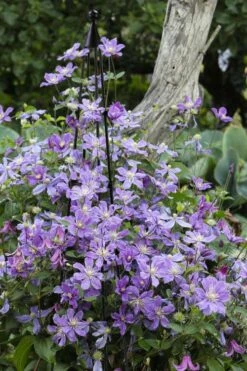 Arabella Clematis - 1 Gallon Pot -Plant Shop clematis arabella 10