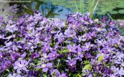 Arabella Clematis - 1 Gallon Pot -Plant Shop clematis arabella 12