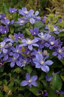 Arabella Clematis - 1 Gallon Pot -Plant Shop clematis arabella 3