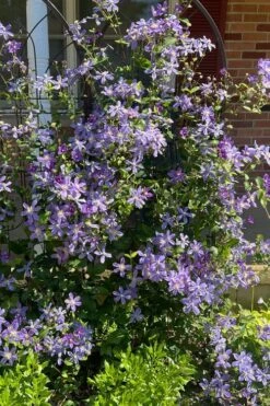 Arabella Clematis - 1 Gallon Pot -Plant Shop clematis arabella 6