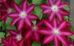 Bourbon Clematis - 1 Gallon Pot -Plant Shop clematis bourbon 4