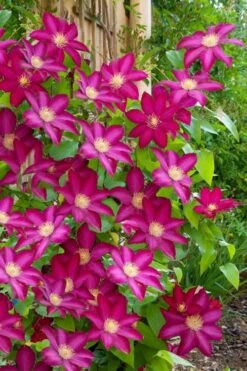 Bourbon Clematis - 1 Gallon Pot -Plant Shop clematis bourbon 5
