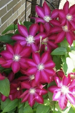Bourbon Clematis - 1 Gallon Pot -Plant Shop clematis bourbon 8