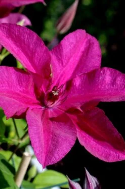 Cardinal Wyszynski Clematis - 1 Gallon Pot -Plant Shop clematis cardinal wyszynski 10