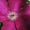 Cardinal Wyszynski Clematis - 1 Gallon Pot 2 Cardinal Wyszynski Clematis - 1 Gallon Pot -Plant Shop clematis cardinal wyszynski 9